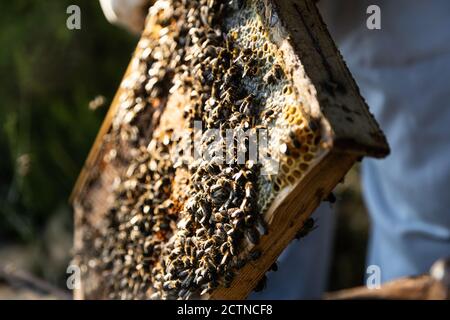 Closeup di struttura a nido d'ape con api trattenute da raccolto anonimo apicoltore in indumenti da lavoro protettivi durante la raccolta del miele in apiary Foto Stock