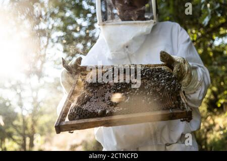 Da sotto closeup di struttura a nido d'ape con api trattenute da coltivare l'apicoltore anonimo in indumenti da lavoro protettivi durante la raccolta del miele apiario Foto Stock