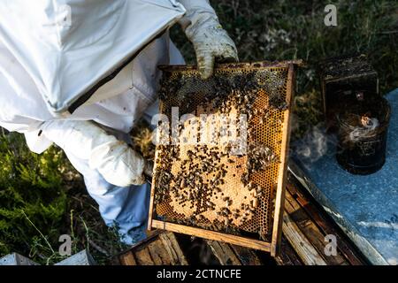 Dall'alto, un apicoltore non riconoscibile in guanti protettivi che fumigano l'alveare con fumatore mentre si lavora su apiary in giornata di sole Foto Stock
