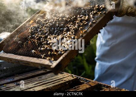 Closeup di struttura a nido d'ape con api trattenute da raccolto anonimo apicoltore in indumenti da lavoro protettivi durante la raccolta del miele in apiary Foto Stock