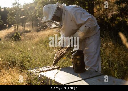 anonymous apekeeper in guanti protettivi fumigating alveare con fumatore mentre lavoro su apiary in giornata di sole Foto Stock