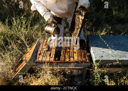 Coltivare l'apicoltore anonimo in guanti protettivi fumigando l'alveare con il fumatore mentre si lavora su apiary in giornata di sole Foto Stock