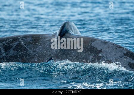 coda di balena humpback da vicino sullo sfondo dell'oceano pacifico in cabo san lucas messico Foto Stock