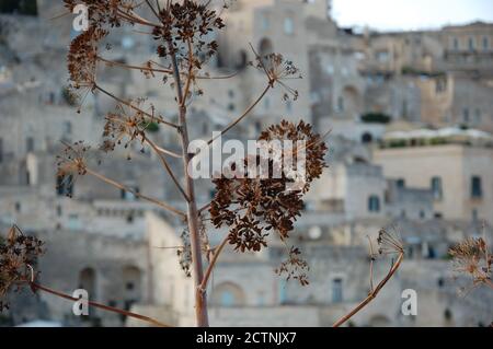 Didascalia emozionale del sito UNESCO Sassi del paesaggio urbano di Matera e fiori marroni secchi selvatici in primo piano Foto Stock