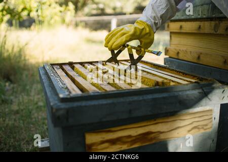 Coltivare apicoltore irriconoscibile in uniforme protettiva lavorando in apiary e. raccolta di miele mentre si trova in giardino d'estate Foto Stock