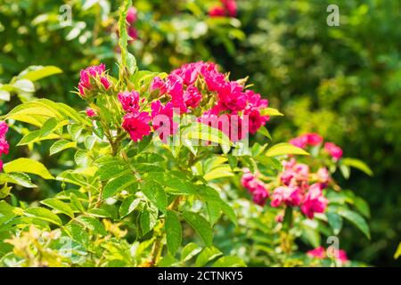 Fiori luminosi di colore fucsia su una macchia verde. Foto Stock