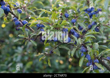 Sloe Berries on Prunus spinosa - UK Foto Stock