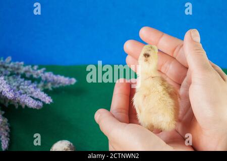 Malattie della quaglia del cazzo della quaglia poco. Pollo giallo neonato. Pulcino covato da un uovo. Foto Stock