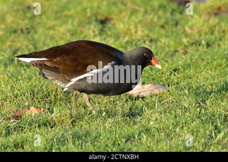 Comune moorhen in esecuzione Foto Stock