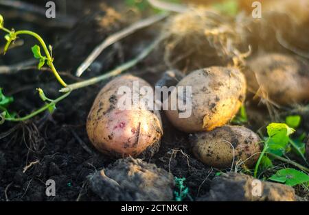 Patate crude appena scavate sul suolo di un campo di fattoria. Raccolta, raccolta. Raccolta della patata. Radici fresche vegetali organici, agricoltura ecologica f Foto Stock