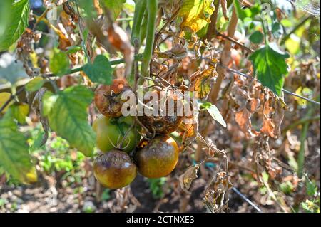 Pomodori coltivati all'aperto sofferenti di zombino di pomodoro - zombino di pomodoro è una malattia causata da un organismo simile a un fungo che si diffonde rapidamente nel fogliame Foto Stock