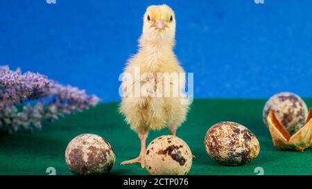 Malattie della quaglia del cazzo della quaglia poco. Pollo giallo neonato. Pulcino covato da un uovo. Foto Stock