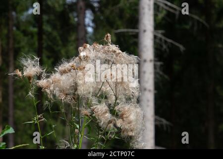 Primo piano di semi di un cardo strisciante, chiamato anche Arvense Cirsium o Acker Kratzdistel Foto Stock