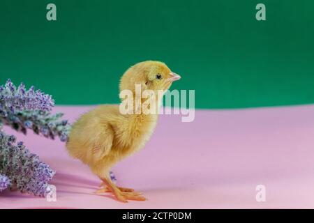 Malattie della quaglia del cazzo della quaglia poco. Pollo giallo neonato. Pulcino covato da un uovo. Foto Stock