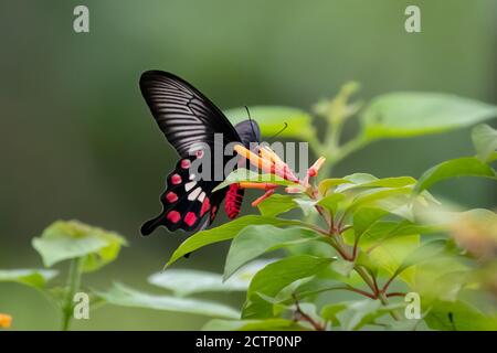 Primo piano di una farfalla di una Rosa comune (Pachliopta aristolochiae), che si nuota sul nettare dai fiori del giardino. Foto Stock