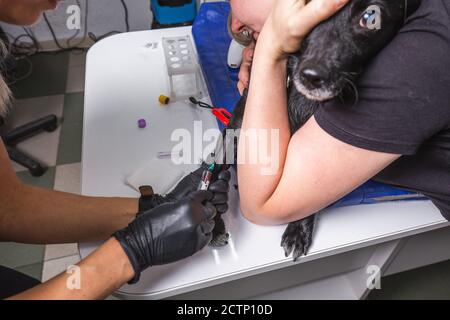 Il veterinario prende il campione di sangue da un cane presso la moderna clinica di Minsk, Bielorussia. Foto Stock