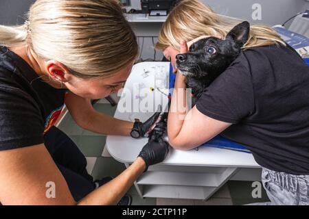 Il veterinario prende il campione di sangue da un cane presso la moderna clinica di Minsk, Bielorussia. Foto Stock