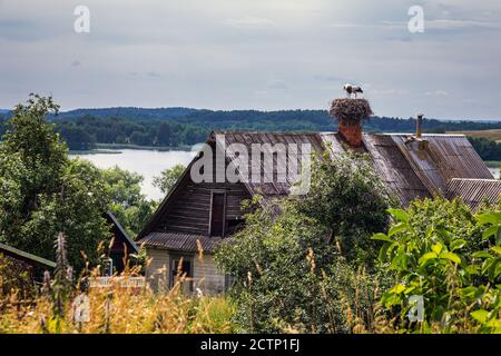 Bielorussia. Cicogne bianche europee per adulti in piedi su un tetto. Wild Field Bird al tramonto. Foto Stock