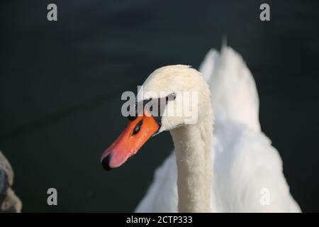 Bella cigno sulle rive del Lago di Garda Foto Stock