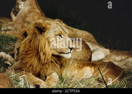 leone in ambiente naturale, sbadigli e bing pigro godendo la giornata Foto Stock