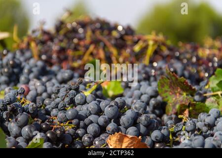 Uve della varietà Bobal raccolte durante la vendemmia in La Manchuela (Spagna) sul carrello pronto per essere scaricato presso l'azienda vinicola Foto Stock