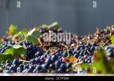 Uve della varietà Bobal raccolte durante la vendemmia in La Manchuela (Spagna) sul carrello pronto per essere scaricato presso l'azienda vinicola Foto Stock