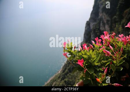 Fiori con il Lago di Garda sullo sfondo Foto Stock