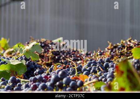 Uve della varietà Bobal raccolte durante la vendemmia in La Manchuela (Spagna) sul carrello pronto per essere scaricato presso l'azienda vinicola Foto Stock