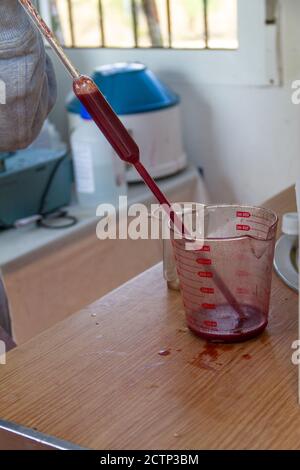 Laboratorio di una cantina nella zona di la Manchuela in Albacete (Spagna) dove il mosto della vendemmia Bobal è in fase di analisi per determinare la sua alcoh Foto Stock