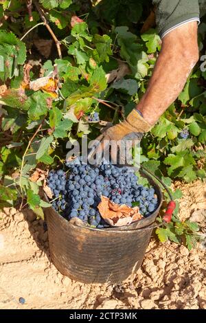 La vendemmiatrice taglia i grappoli della varietà Bobal del ceppo nella zona di ​​La Manchuela a Fuentealbilla, Albacete (Spagna) Foto Stock