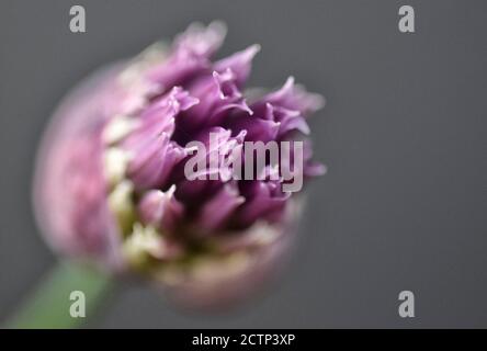 Apertura fiore di erba cipollina, Allium schoenoprasum Foto Stock