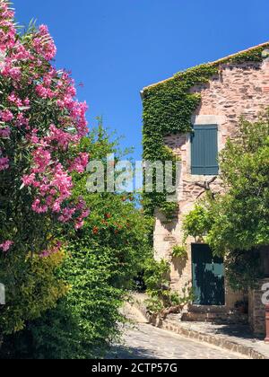 Vecchio edificio in pietra coperto di edera, su una piccola strada nel centro storico di Collioure Francia. In primo piano sono i fiori rosa. Foto Stock