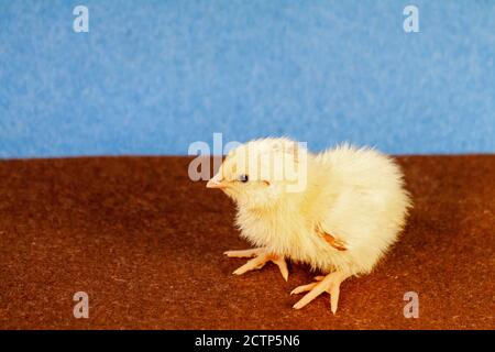 Malattie della quaglia del cazzo della quaglia poco. Pollo giallo neonato. Pulcino covato da un uovo. Foto Stock