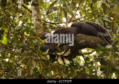 Chimpanzee comune ( Pan troglodytes schweinfurtii) rilassarsi in un albero, Kibale Forest National Park, Monti Rwenzori, Uganda. Foto Stock