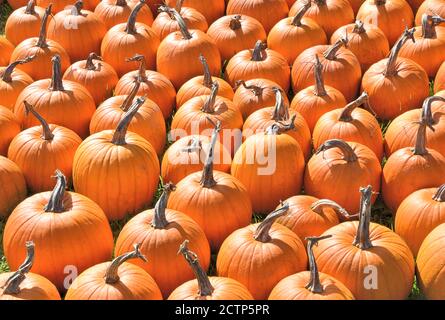 Tema colorato di Halloween. Gran numero di zucche arancio brillante in vendita presso lo stand della fattoria nel Vermont rurale. Sfondo adatto per l'uso con Halloween. Foto Stock