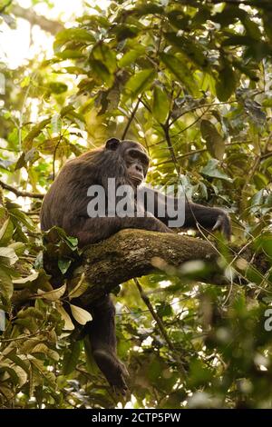 Chimpanzee comune ( Pan troglodytes schweinfurtii) rilassarsi in un albero in bella luce, Kibale Forest National Park, Monti Rwenzori, Uganda. Foto Stock