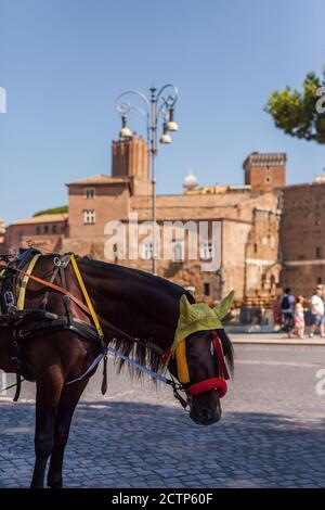 ROMA, ITALIA - 2014 AGOSTO 18. Carrozza a cavallo nella via di Roma. Foto Stock