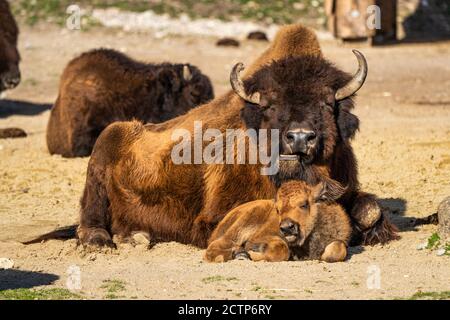 I bisonti americani o semplicemente bison, anche comunemente noto come il bufalo americano o semplicemente di Buffalo, è un North American specie di bisonti che una volta in roaming Foto Stock