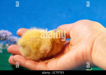 Malattie della quaglia del cazzo della quaglia poco. Pollo giallo neonato. Pulcino covato da un uovo. Foto Stock