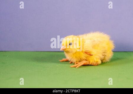 Malattie della quaglia del cazzo della quaglia poco. Pollo giallo neonato. Pulcino covato da un uovo. Foto Stock