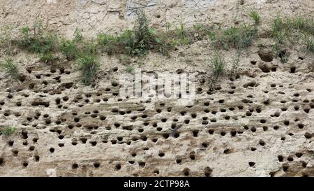 Nest tubi della sabbia martin sulla costa scogliera Della penisola di Schwansen in Germania Foto Stock