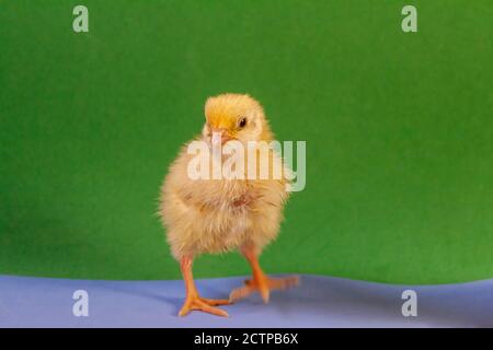 Malattie della quaglia del cazzo della quaglia poco. Pollo giallo neonato. Pulcino covato da un uovo. Foto Stock