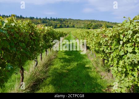 Vitigni presso la Denbies Vineyard Estate a Surrey, Regno Unito Foto Stock