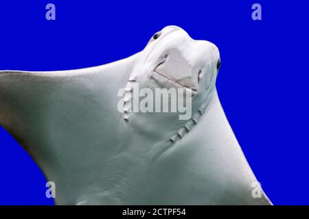 Cownose ray (Rhinoptera bonasus), specie di raggio di aquila originaria dell'Atlantico occidentale e dei Caraibi Foto Stock
