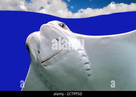 Cownose ray (Rhinoptera bonasus), specie di raggio di aquila originaria dell'Atlantico occidentale e dei Caraibi Foto Stock