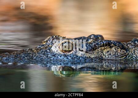 Coccodrillo del Nilo (Crocodylus niloticus), primo piano della testa che mostra l'occhio con pupilla tagliata verticalmente mentre galleggia in acqua del lago, nativo in Africa Foto Stock
