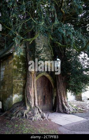 Due antichi alberi di Yew che crescono su entrambi i lati della porta alla Chiesa di San Edoardo a Stow-on-the-Wold, risale al 11 ° secolo. Durante il civi inglese Foto Stock