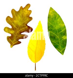 Acquerello disegno autunno foglie colorate isolato su bianco Foto Stock