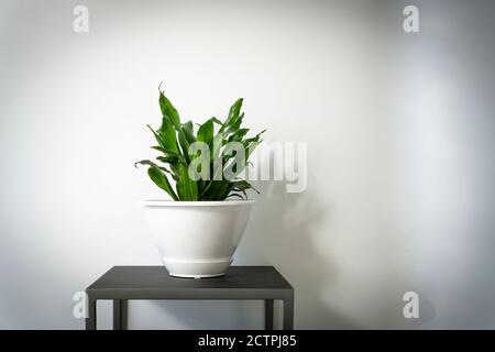 Studio di una pianta di mais al coperto su uno stand sullo sfondo bianco della parete per il testo Foto Stock