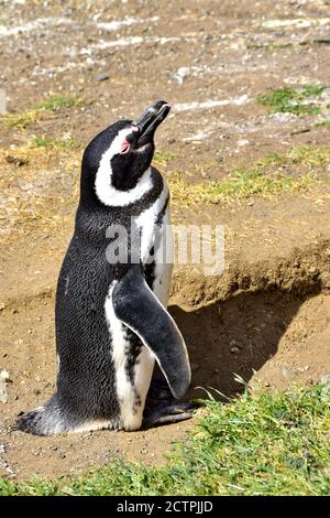 Profilo di un pinguino Magellanico sull'isola di Magdalena, Cile. Foto Stock